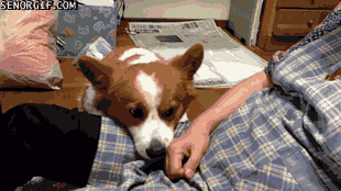 giphy.gif