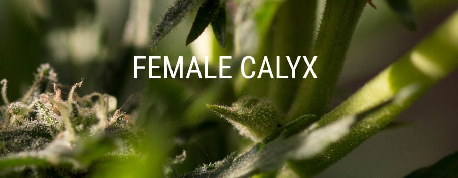 female-calyx-blog.jpg