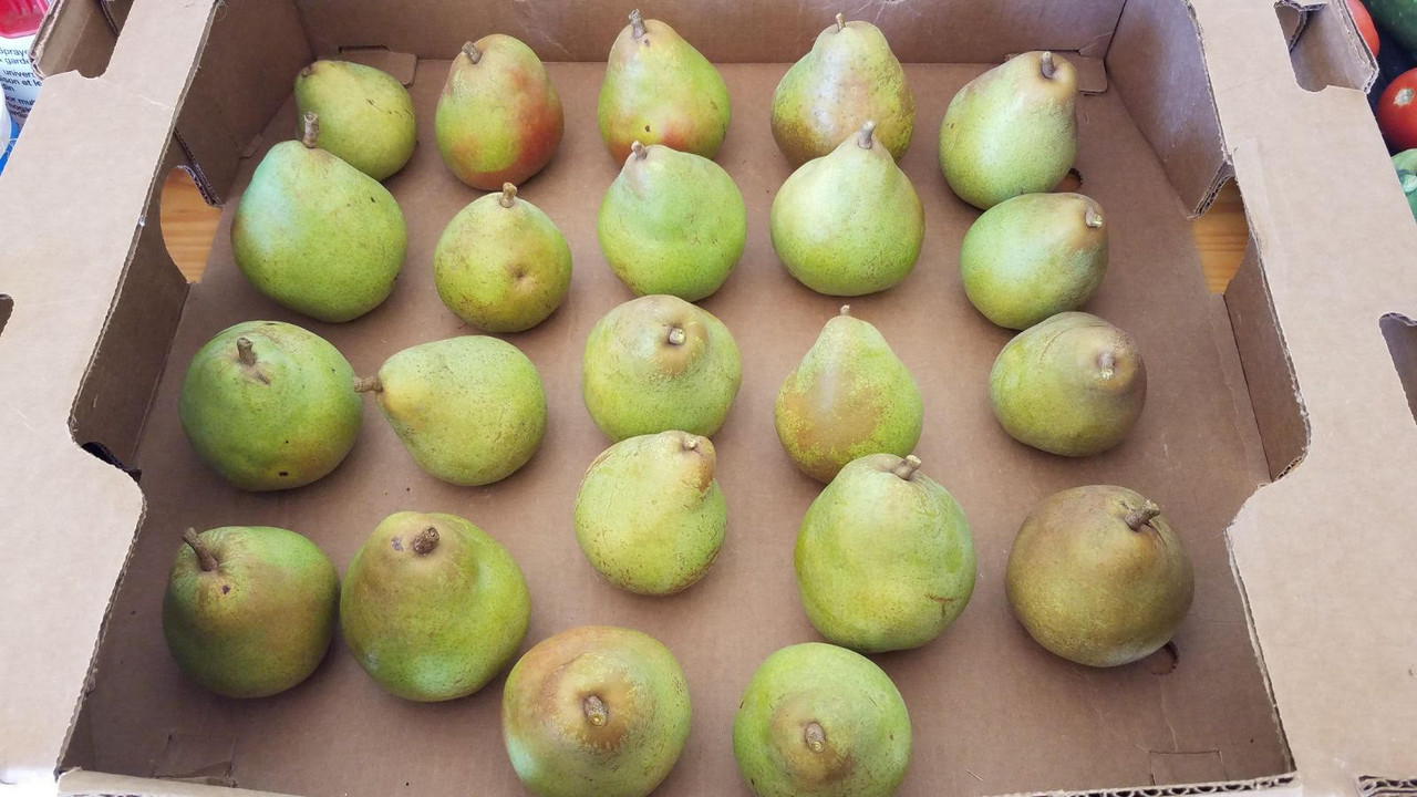 pearsa.jpg