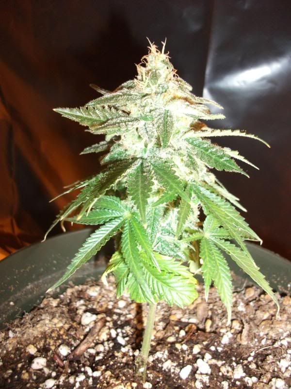 DSCF4384.jpg