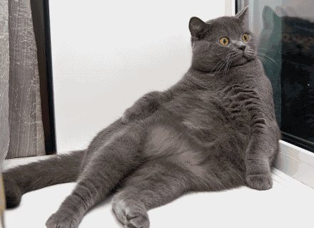 tumblr_lnygwyH1ht1qjgcnxo1_500.gif
