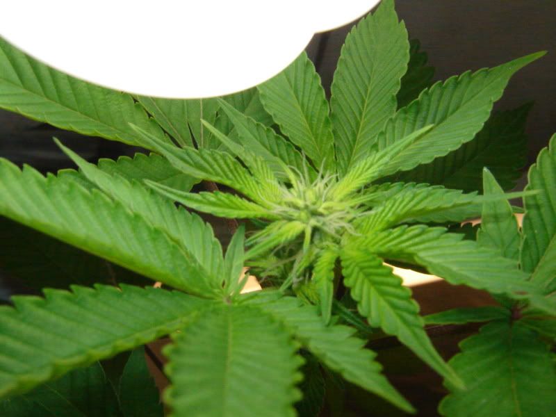 weeed.jpg
