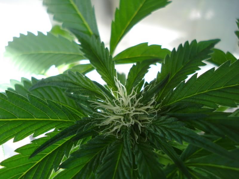 plant0027.jpg