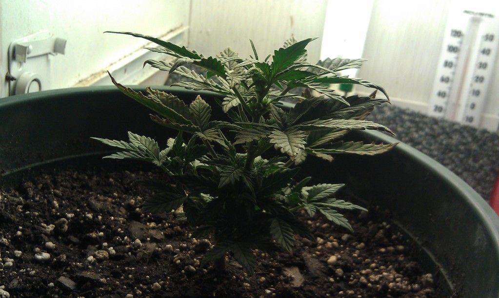 IMAG0118.jpg