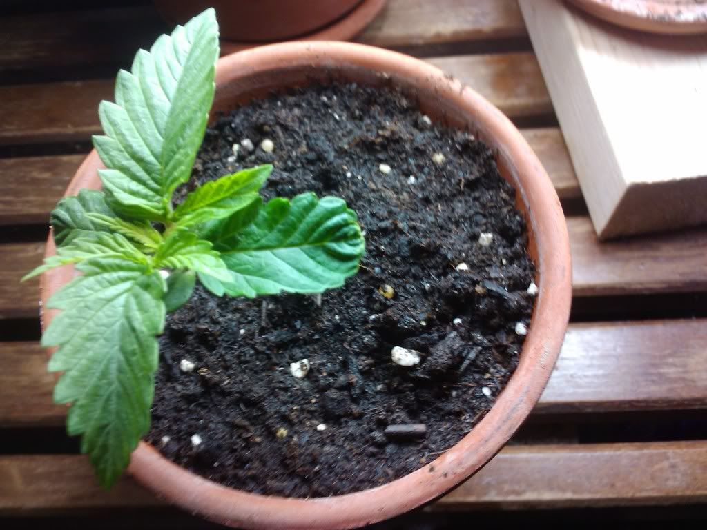 2011-08-02100938.jpg