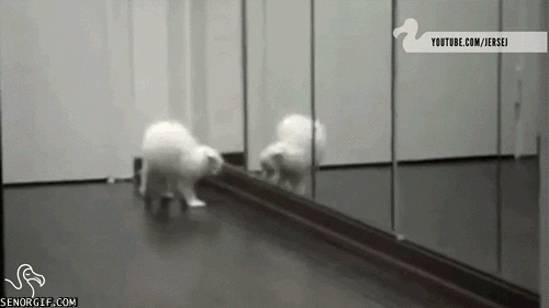 gifs_13.gif