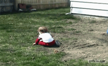 animals-being-dicks-gifs-dog-knock.gif