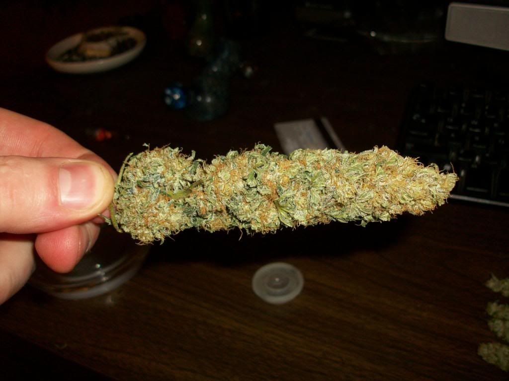 Harvest4Dry2.jpg