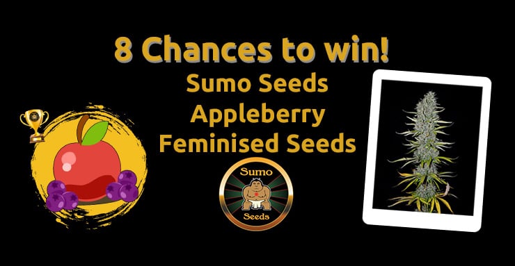 Sumo2.jpg
