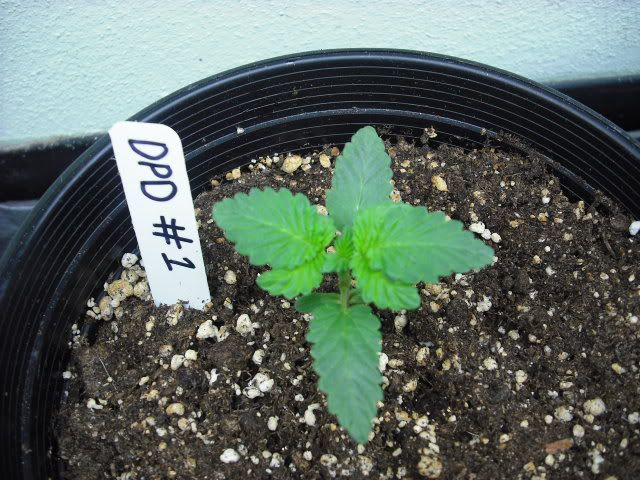 DSCF0016.jpg