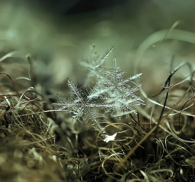 macrosnow-4.jpg