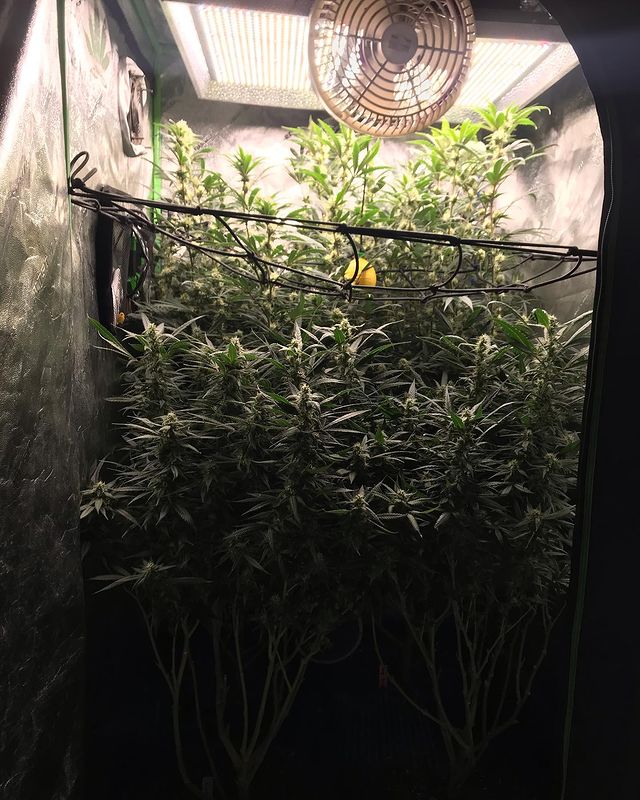 Maxsisun LED Grow Light Discussion Page 9 Rollitup