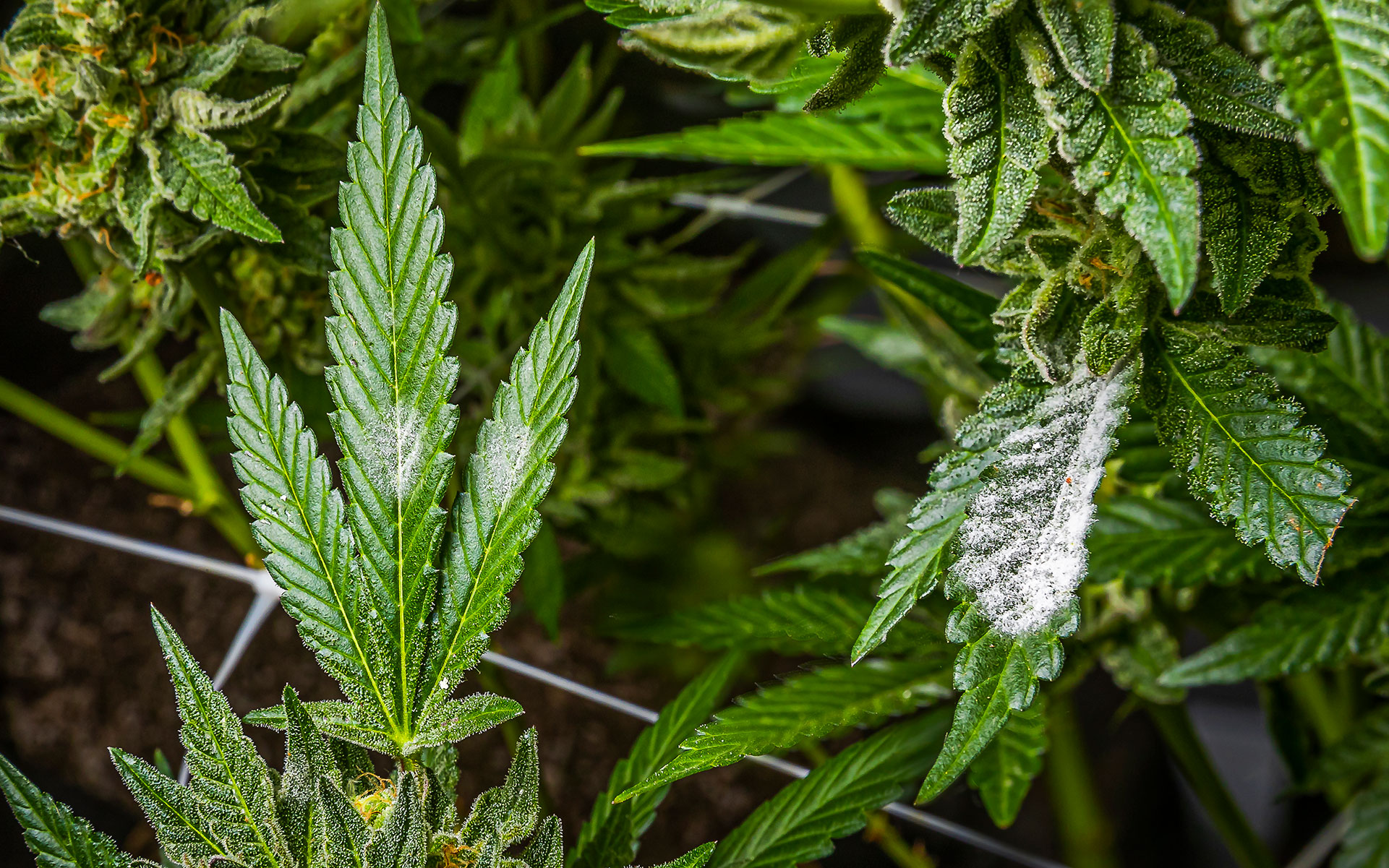 www.leafly.com