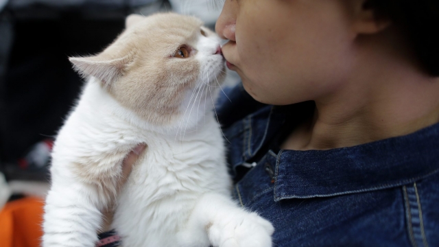 Cat-kisser-e1529666177224-640x360.jpg