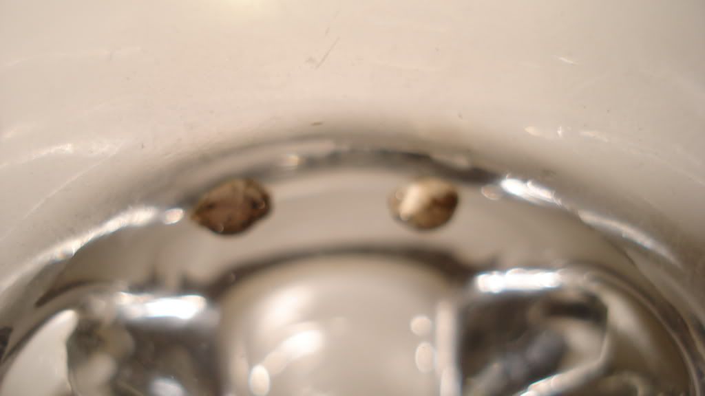 DSC03720.jpg