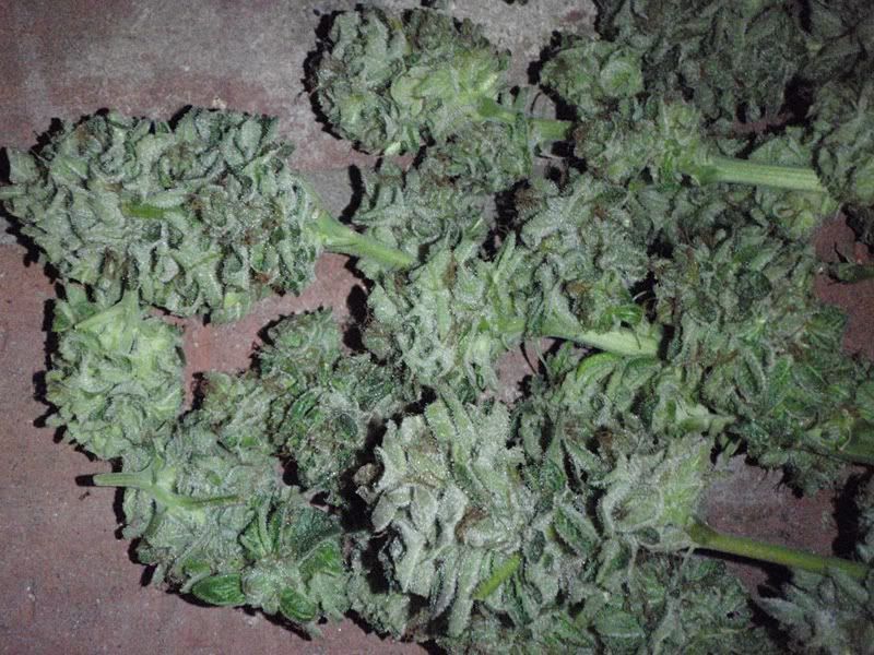 harvestbubbakush2-1.jpg