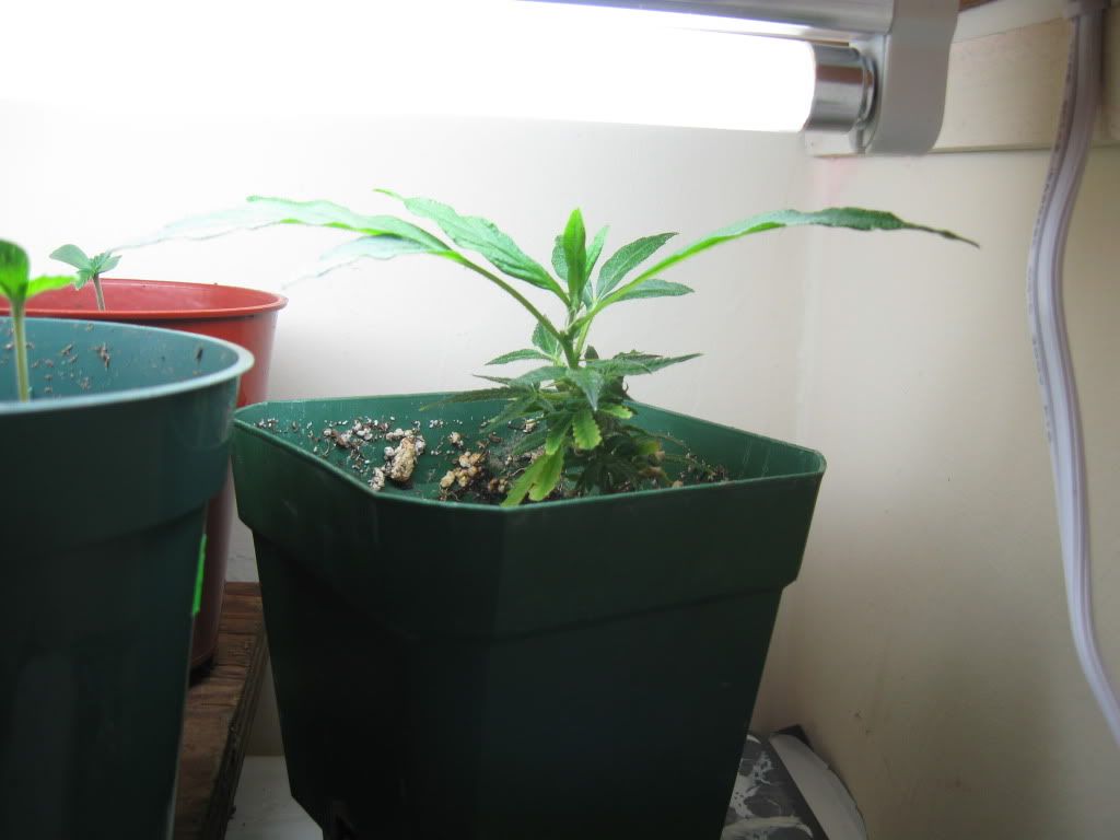 sproutsn040.jpg