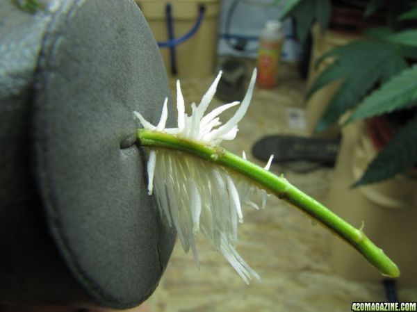 more_roots.jpg
