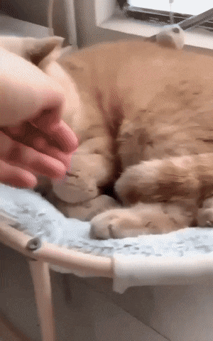 1669318632_14.gif