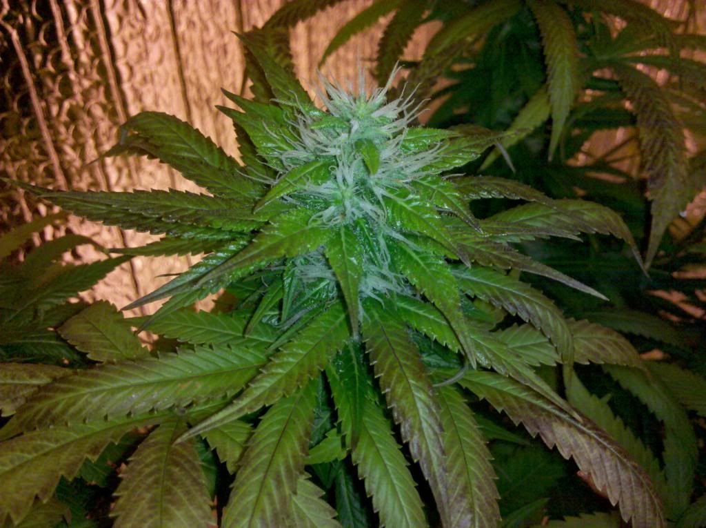 2011-08-07_03-44-46_256.jpg
