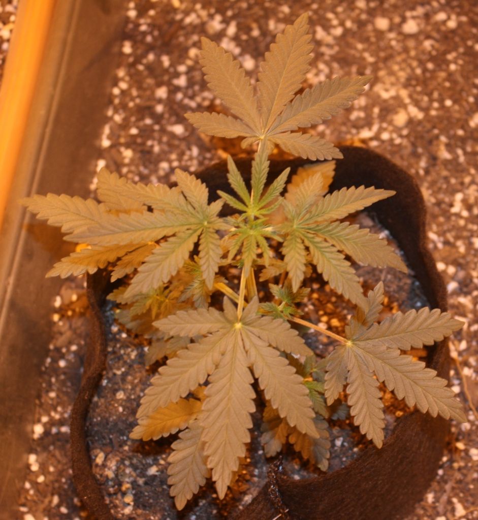 h54daysveg_zps5cec6250.jpg