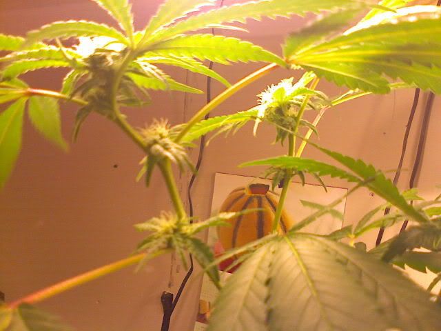 bud4.jpg