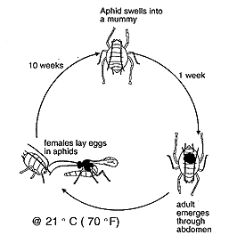 aphidius.gif