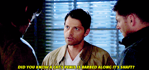 tumblr_m3jmxwmLAt1qe8a0fo2_r1_500.gif