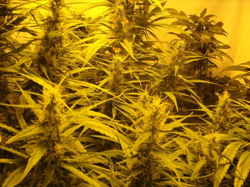 plants16003.jpg
