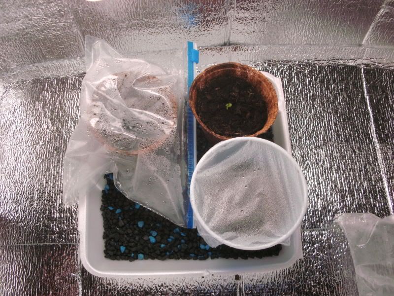 Day1-1of3sprouts.jpg