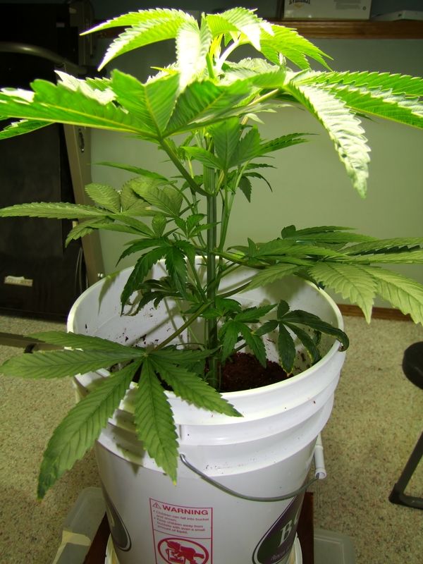 early%20flower_zpssicojdom.jpg