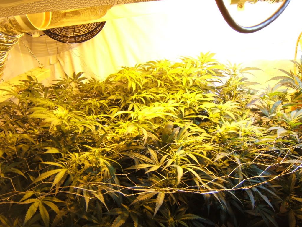 Flowerday11.jpg