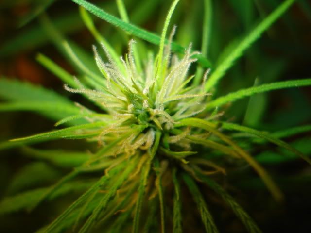 TSSLifeofPlant024.jpg