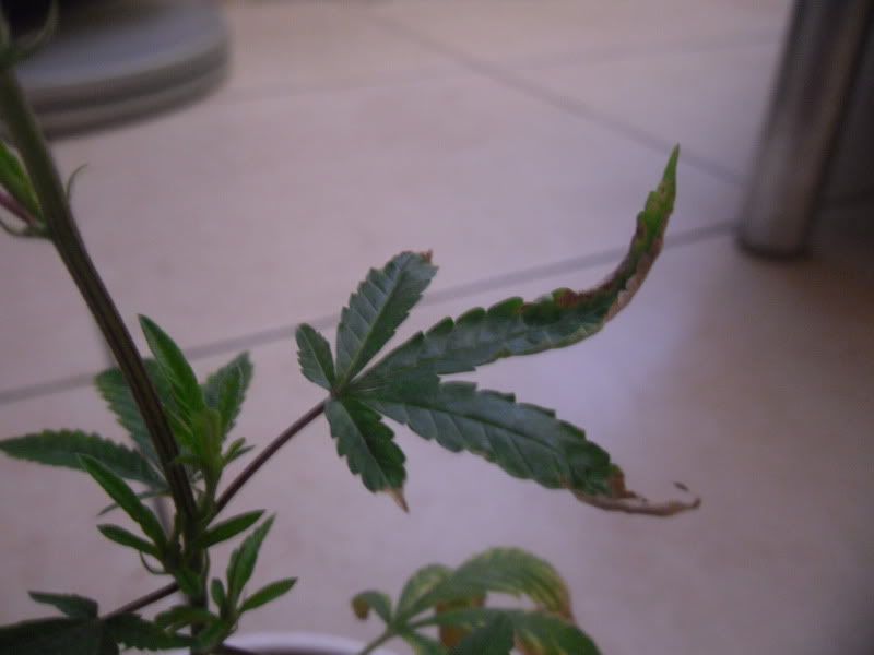 SDC10650.jpg