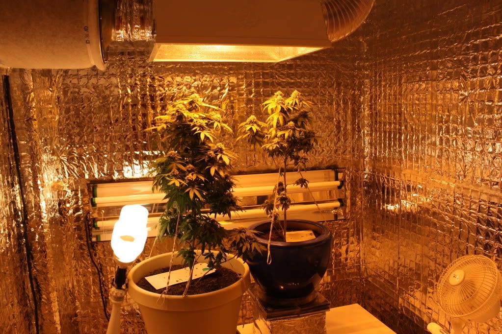 GrowRoom51911.jpg