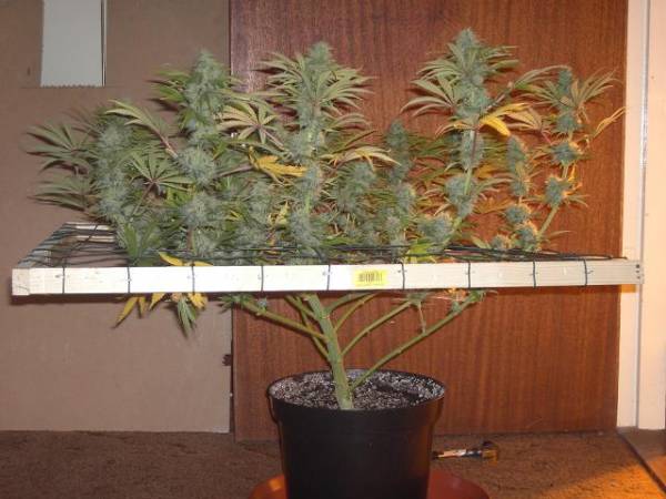 super-skunk-flower-week-7-side.jpg