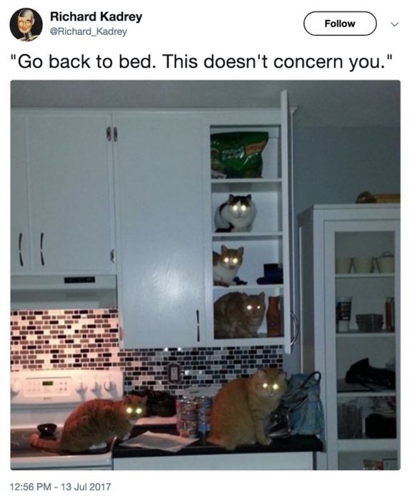 internet_cat_03.jpg