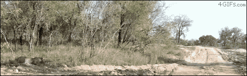 57N2g.gif