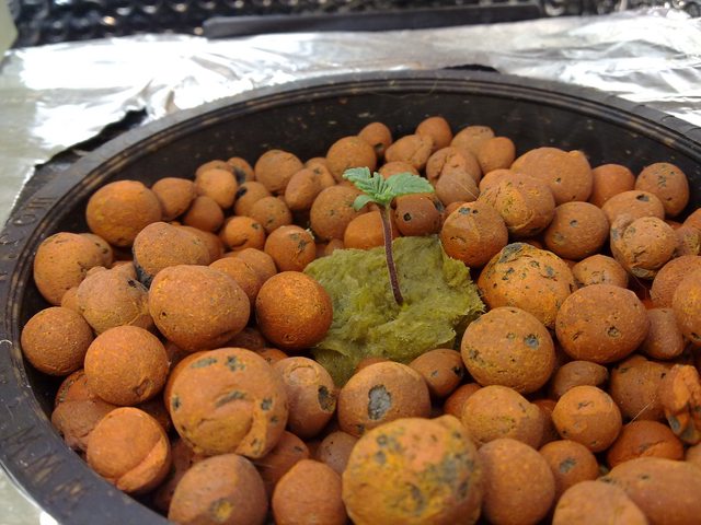 ySRcql.jpg