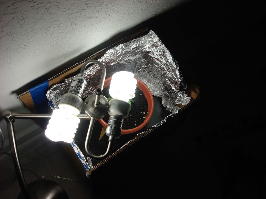 Setup2.jpg