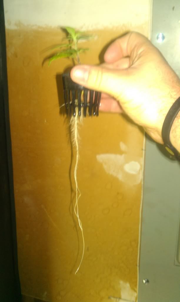IMAG0306.jpg