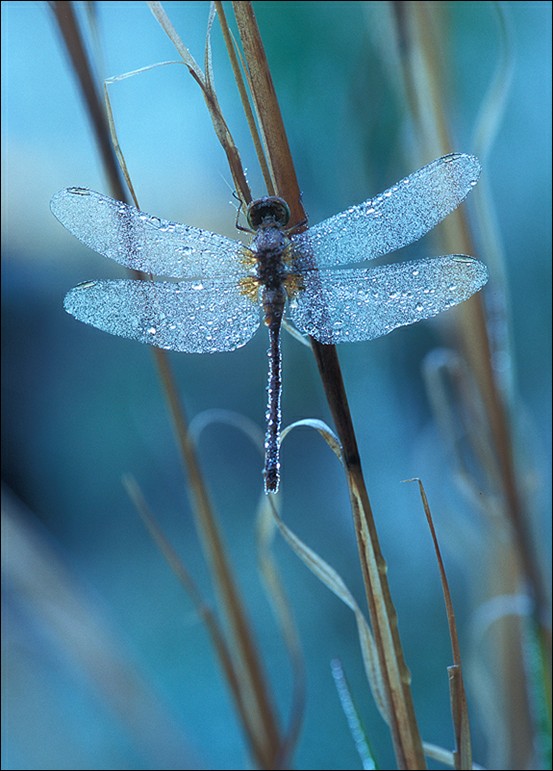 Dragonfly.jpg