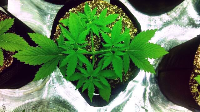 Chop2_0_zps73f909ca.jpg