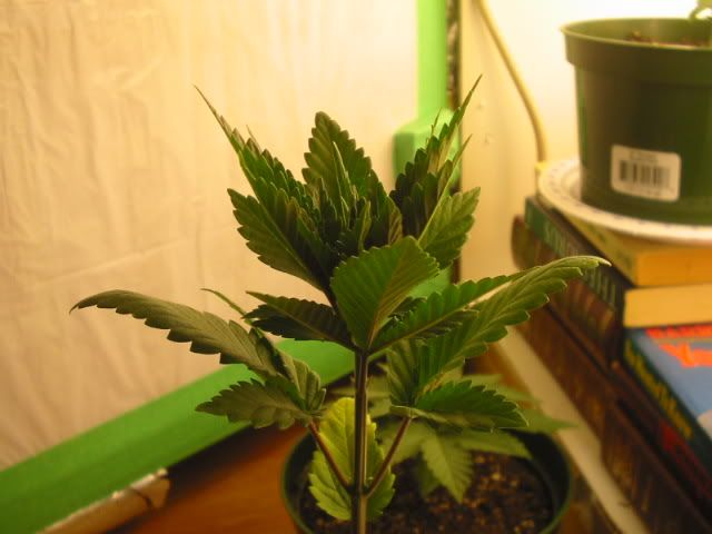 Picture002-1.jpg