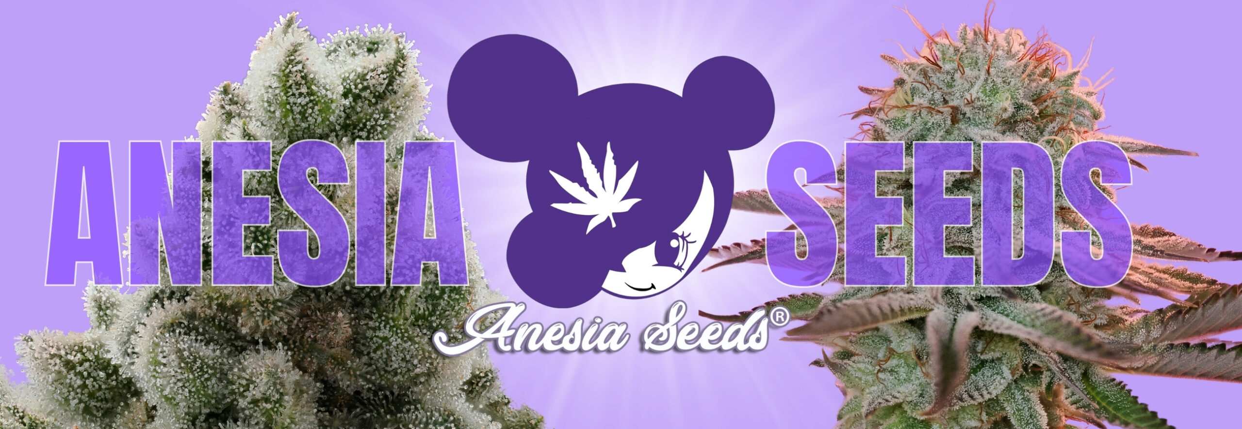 anesiaseeds.com