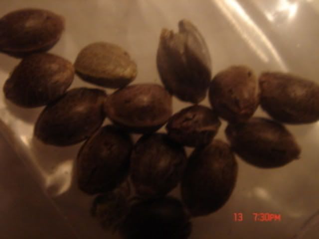 DSC01386.jpg