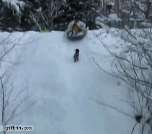 1285616342_dog-hit-by-sled.gif