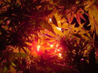 DSC04005.jpg