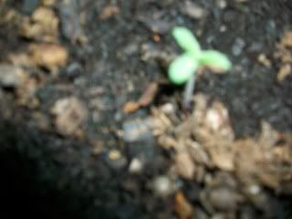 100_0496.jpg