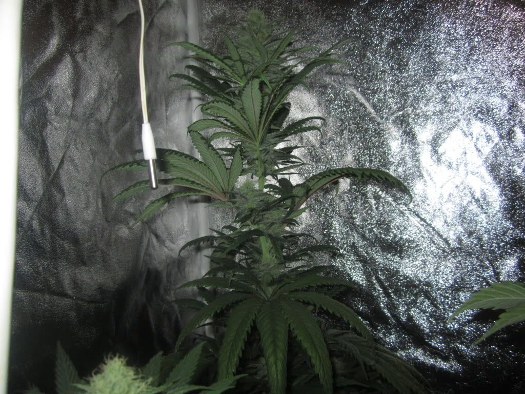 jjj017_zps39f6b77c.jpg
